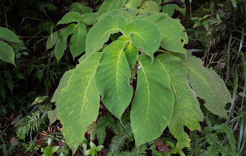 Cyrtandra argentii photo 4