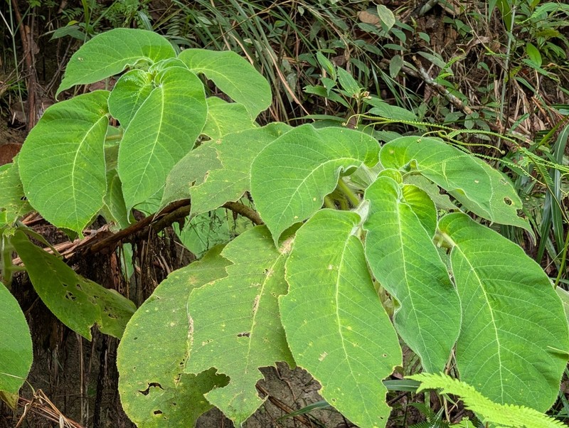 Cyrtandra argentii photo 5