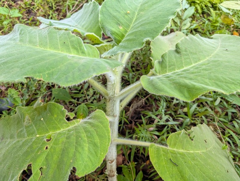 Cyrtandra argentii photo 6