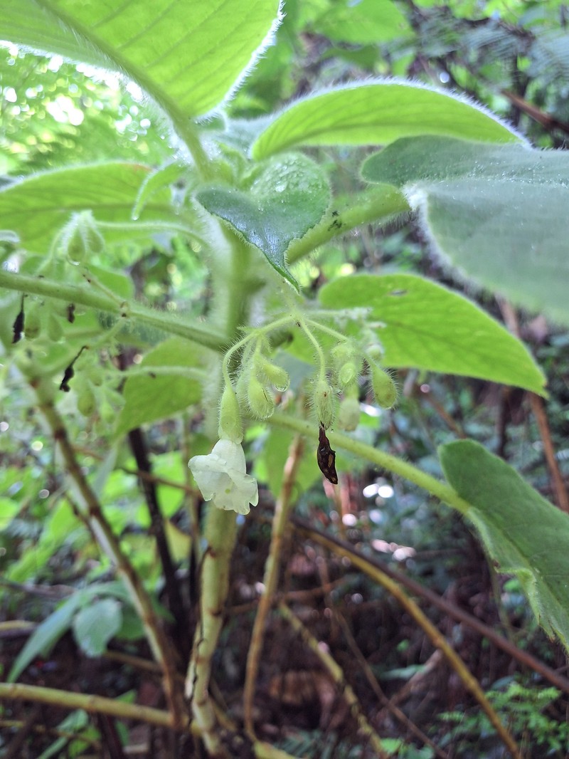 Cyrtandra argentii photo 7