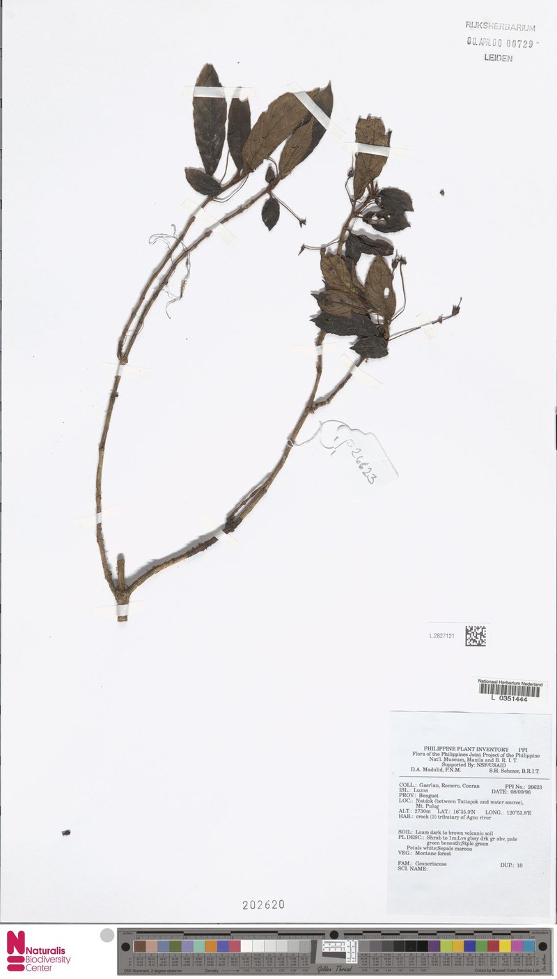 Cyrtandra bacanii