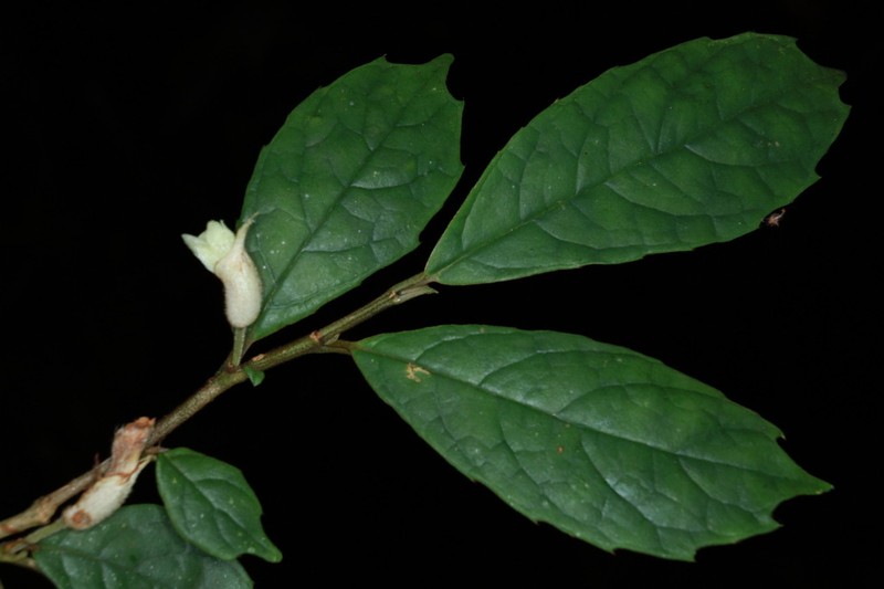 Cyrtandra balgooyi