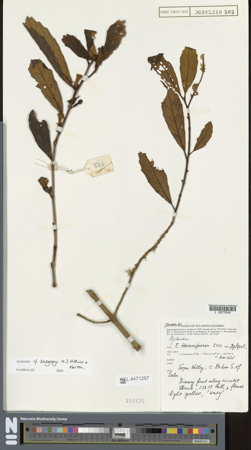Cyrtandra balgooyi photo 3