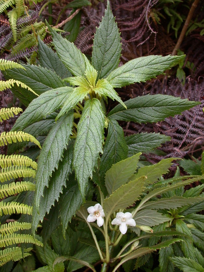 Molokai Cyrtandra