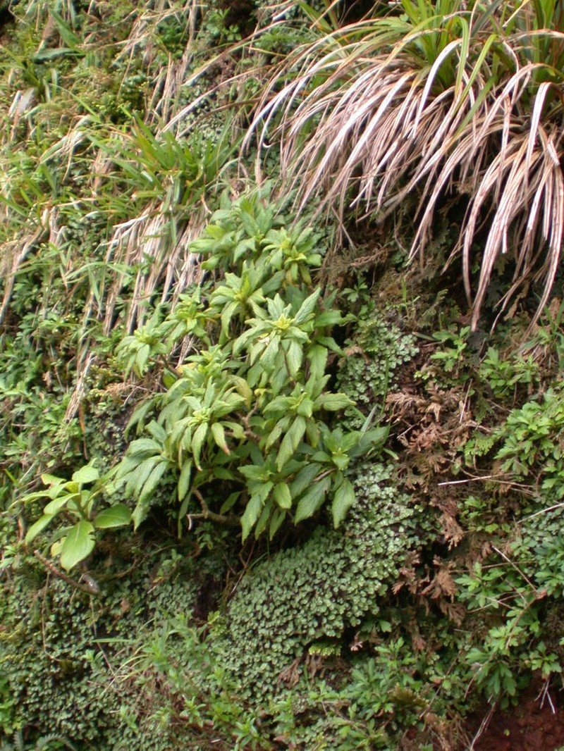 Molokai Cyrtandra photo 2