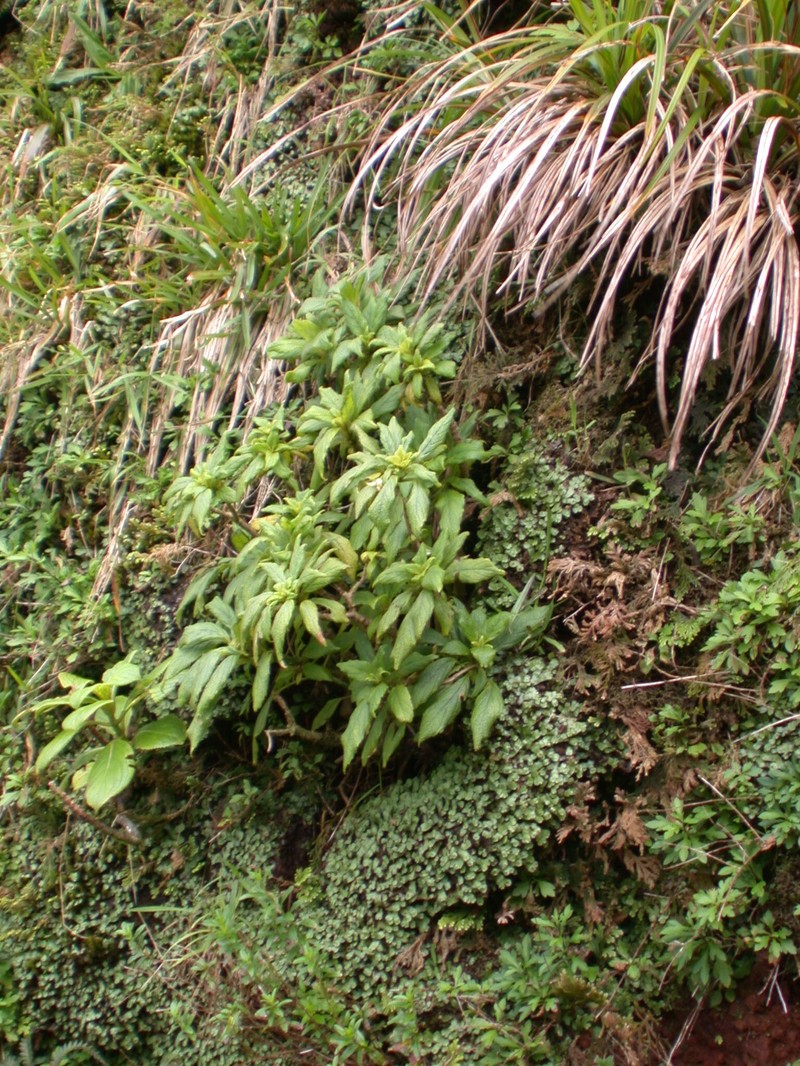 Molokai Cyrtandra photo 3
