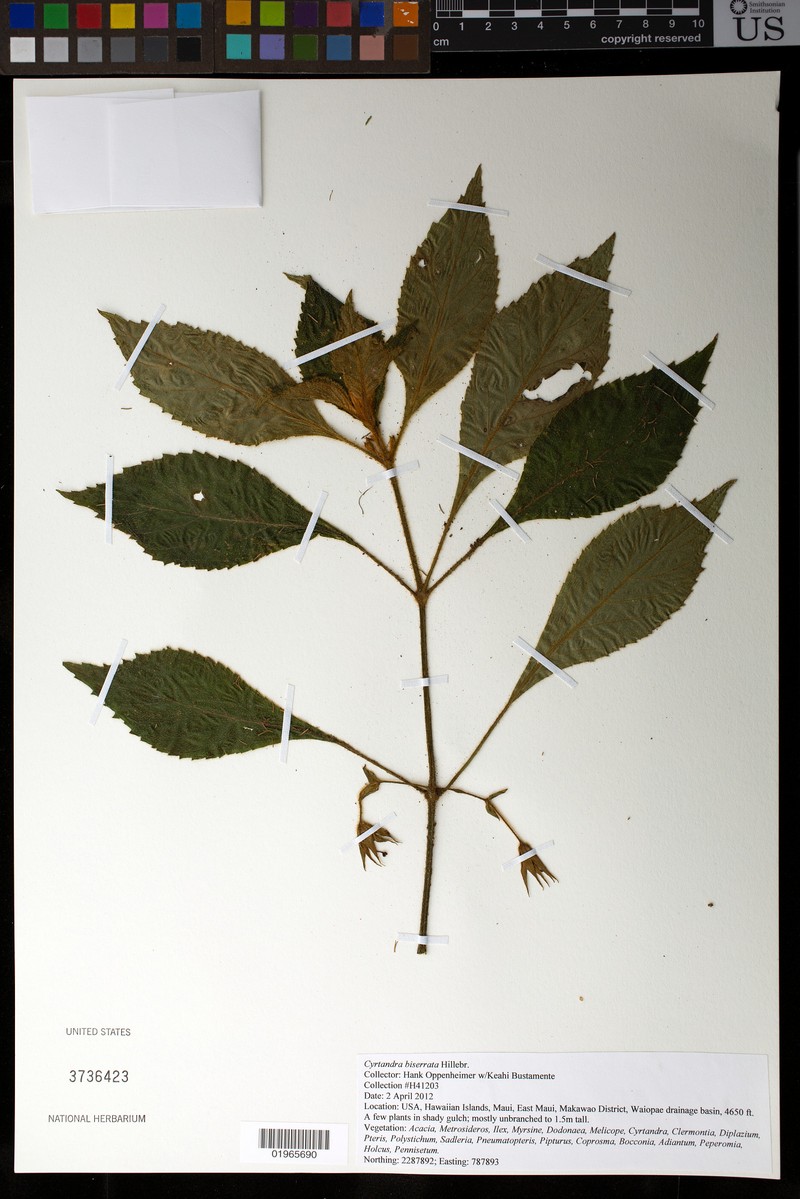 Molokai Cyrtandra photo 4