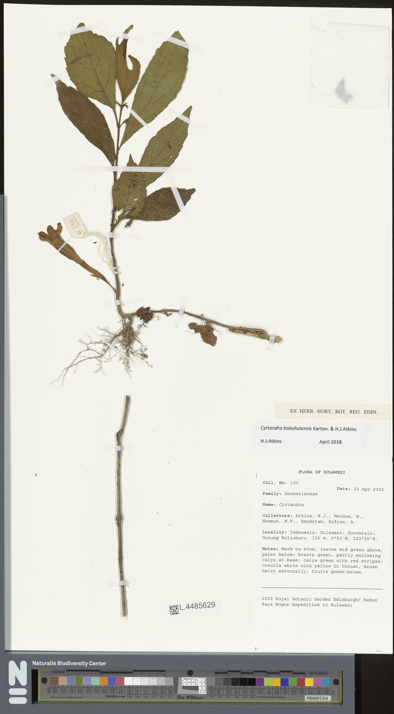 Cyrtandra boliohutensis photo 2