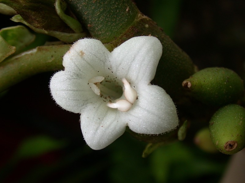 Lava Cyrtandra