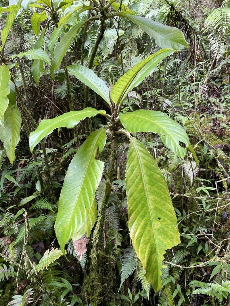 Lava Cyrtandra photo 4
