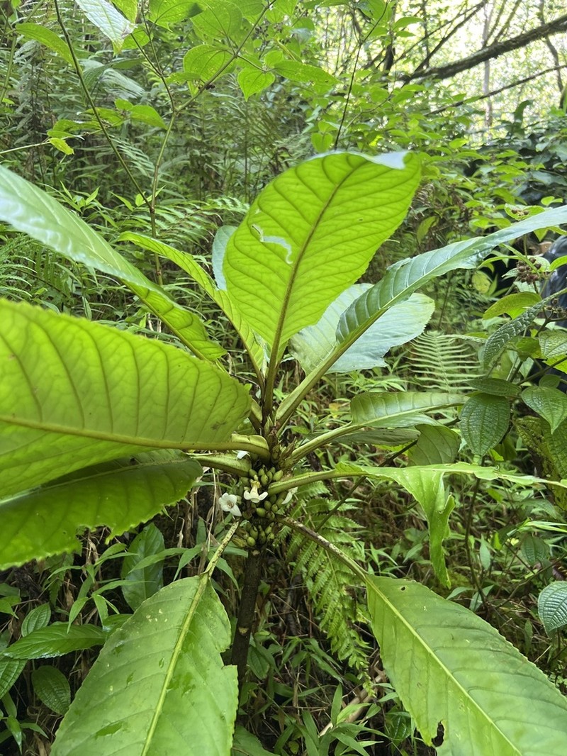 Lava Cyrtandra photo 6