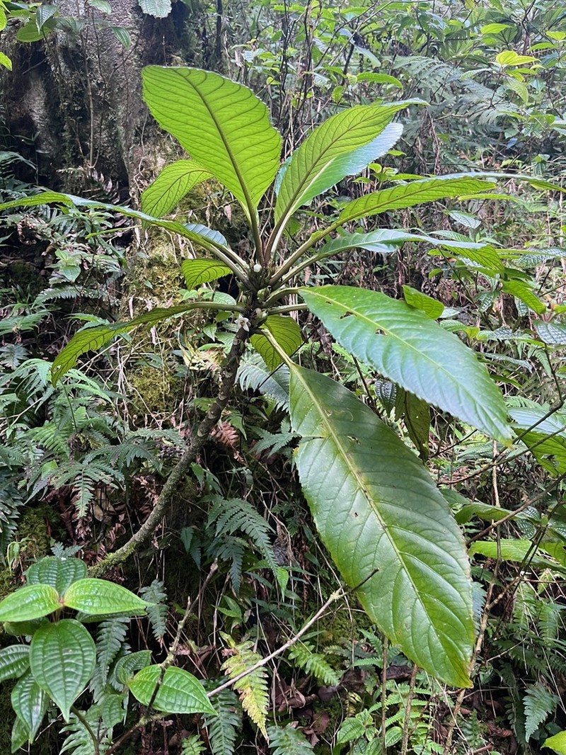 Lava Cyrtandra photo 7