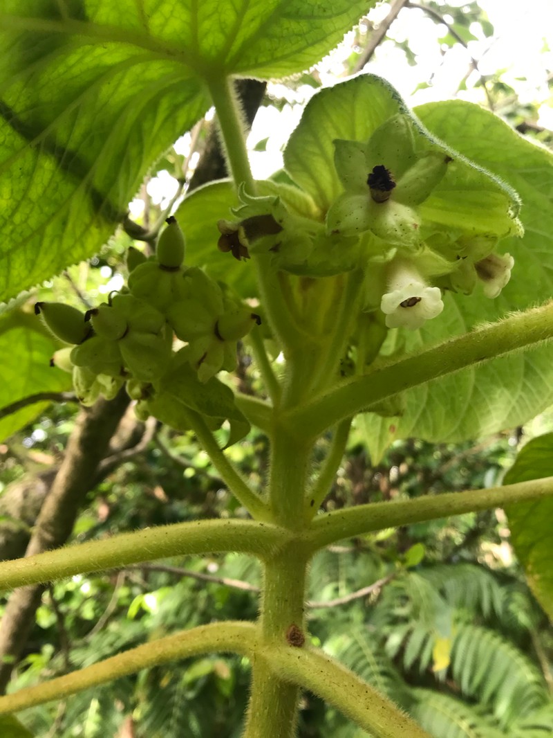 Heartleaf Cyrtandra