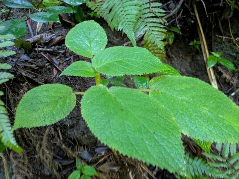 Heartleaf Cyrtandra photo 2