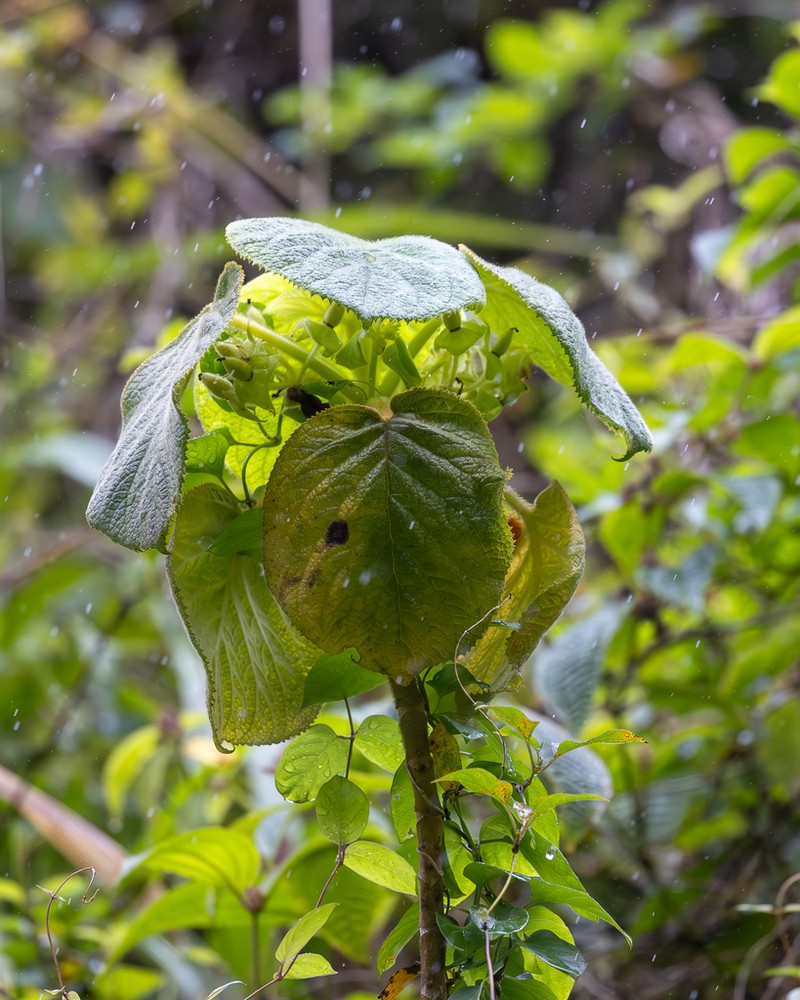 Heartleaf Cyrtandra photo 3