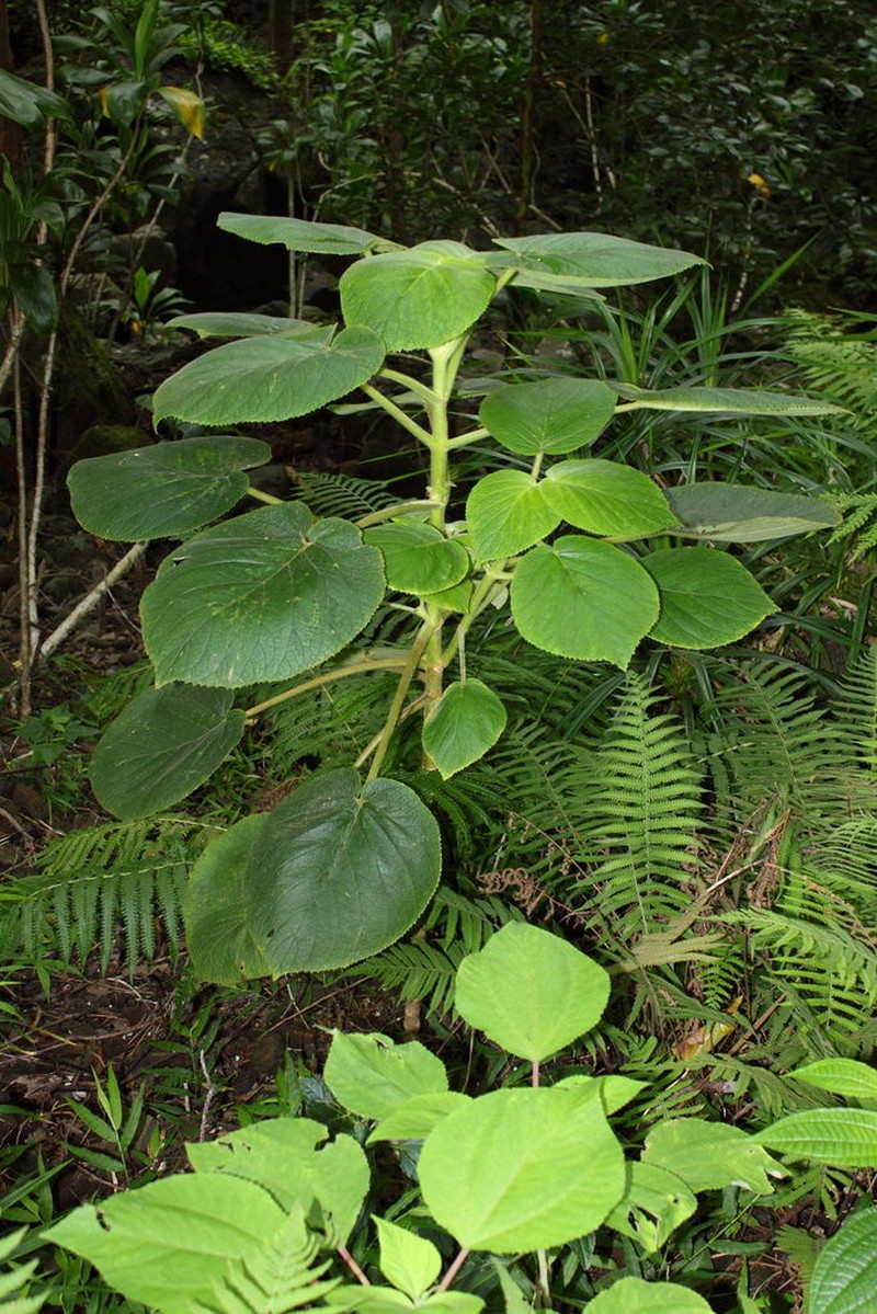 Heartleaf Cyrtandra photo 5