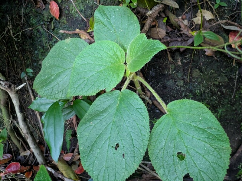 Heartleaf Cyrtandra photo 6