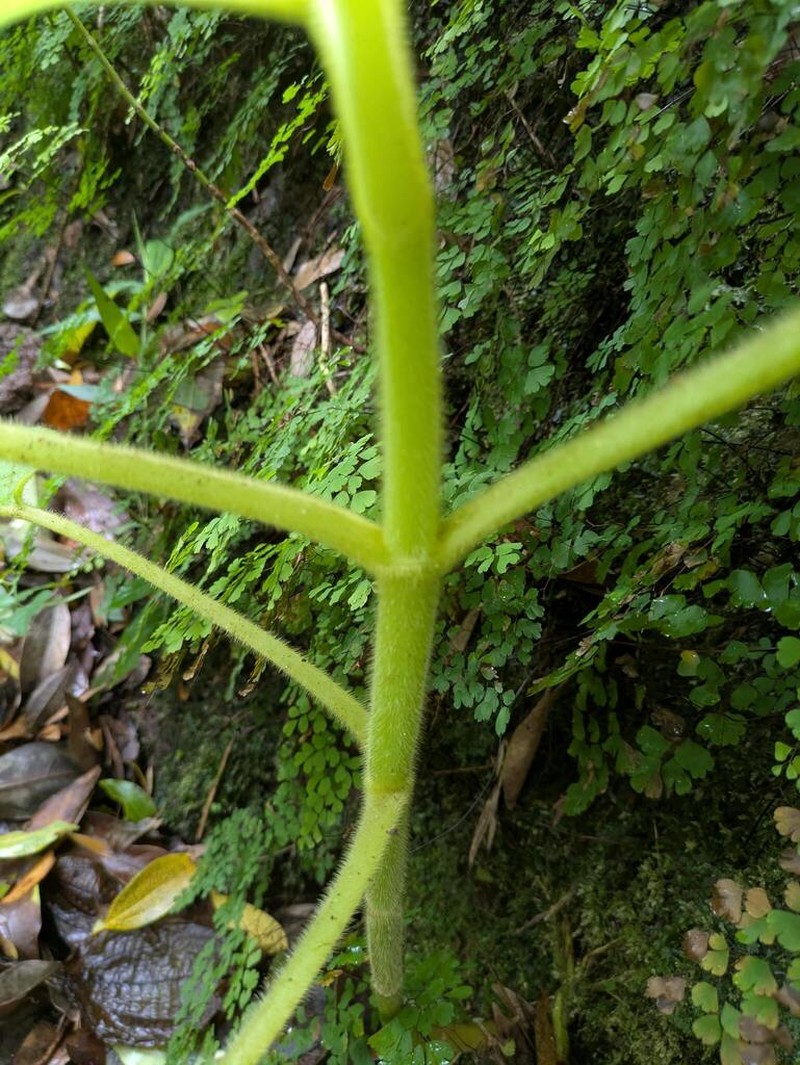 Heartleaf Cyrtandra photo 7