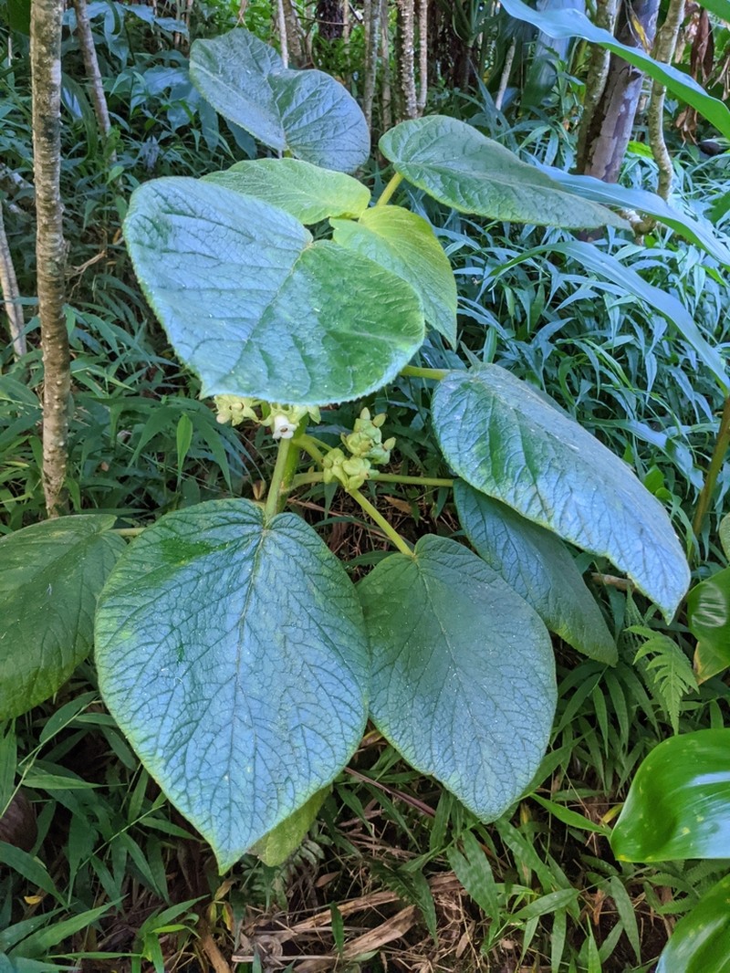 Heartleaf Cyrtandra photo 8