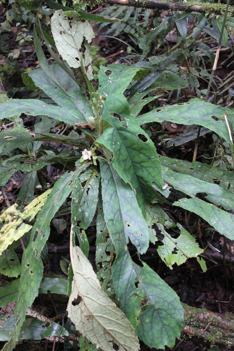 Cyrtandra flavomaculata