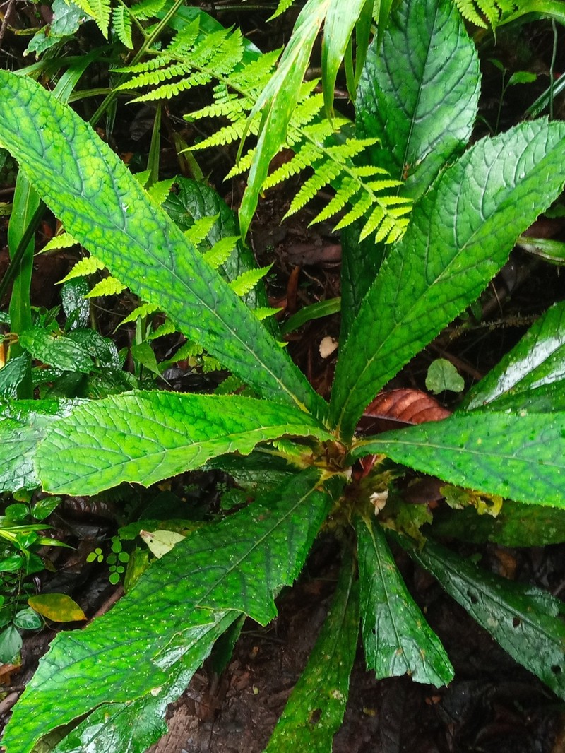 Cyrtandra flavomaculata photo 2