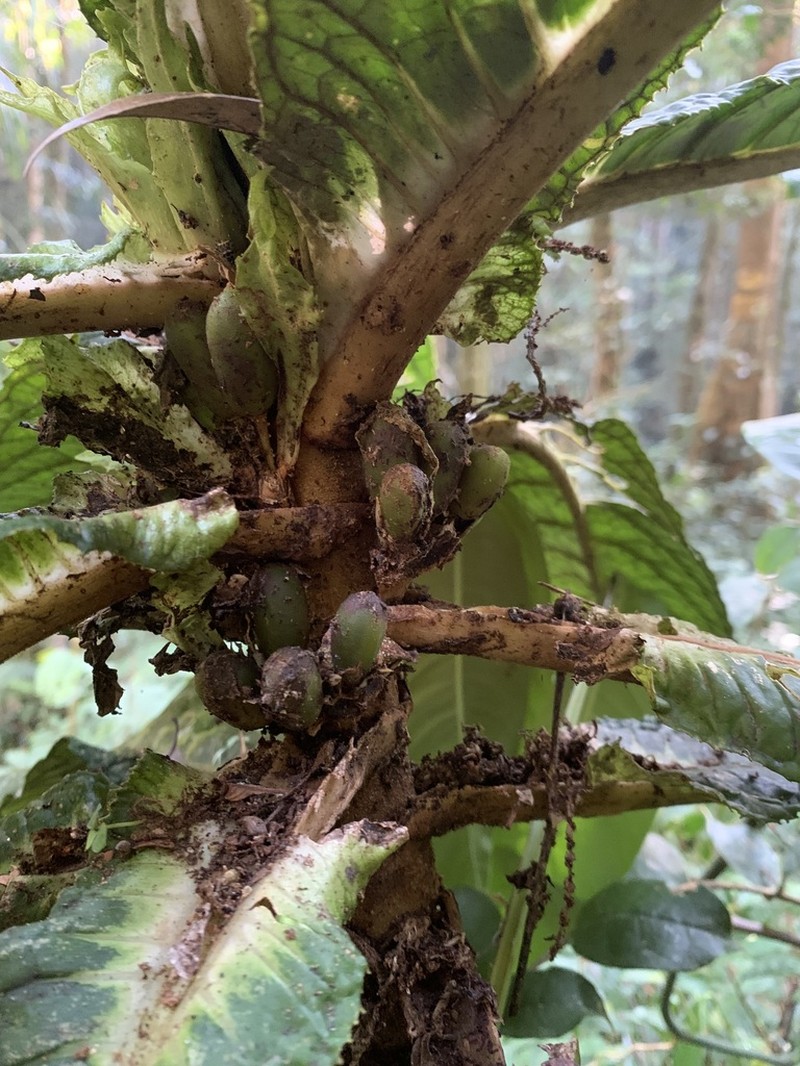 Cyrtandra flavomaculata photo 3