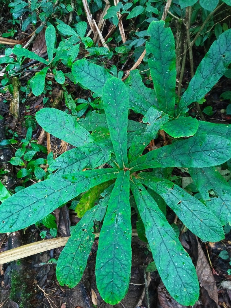Cyrtandra flavomaculata photo 4