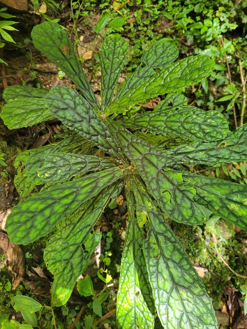 Cyrtandra flavomaculata photo 5