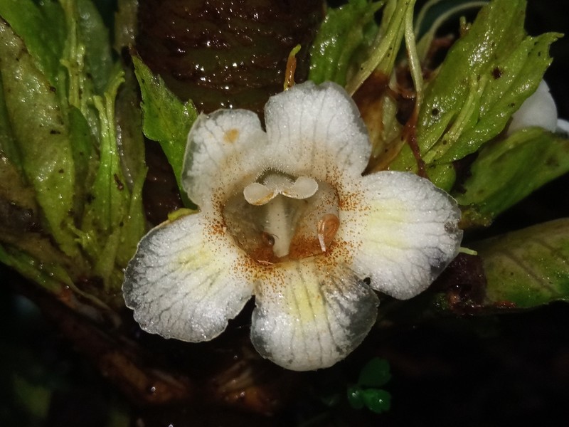 Cyrtandra flavomaculata photo 6