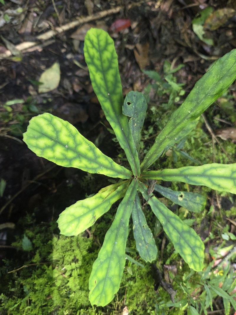 Cyrtandra flavomaculata photo 8