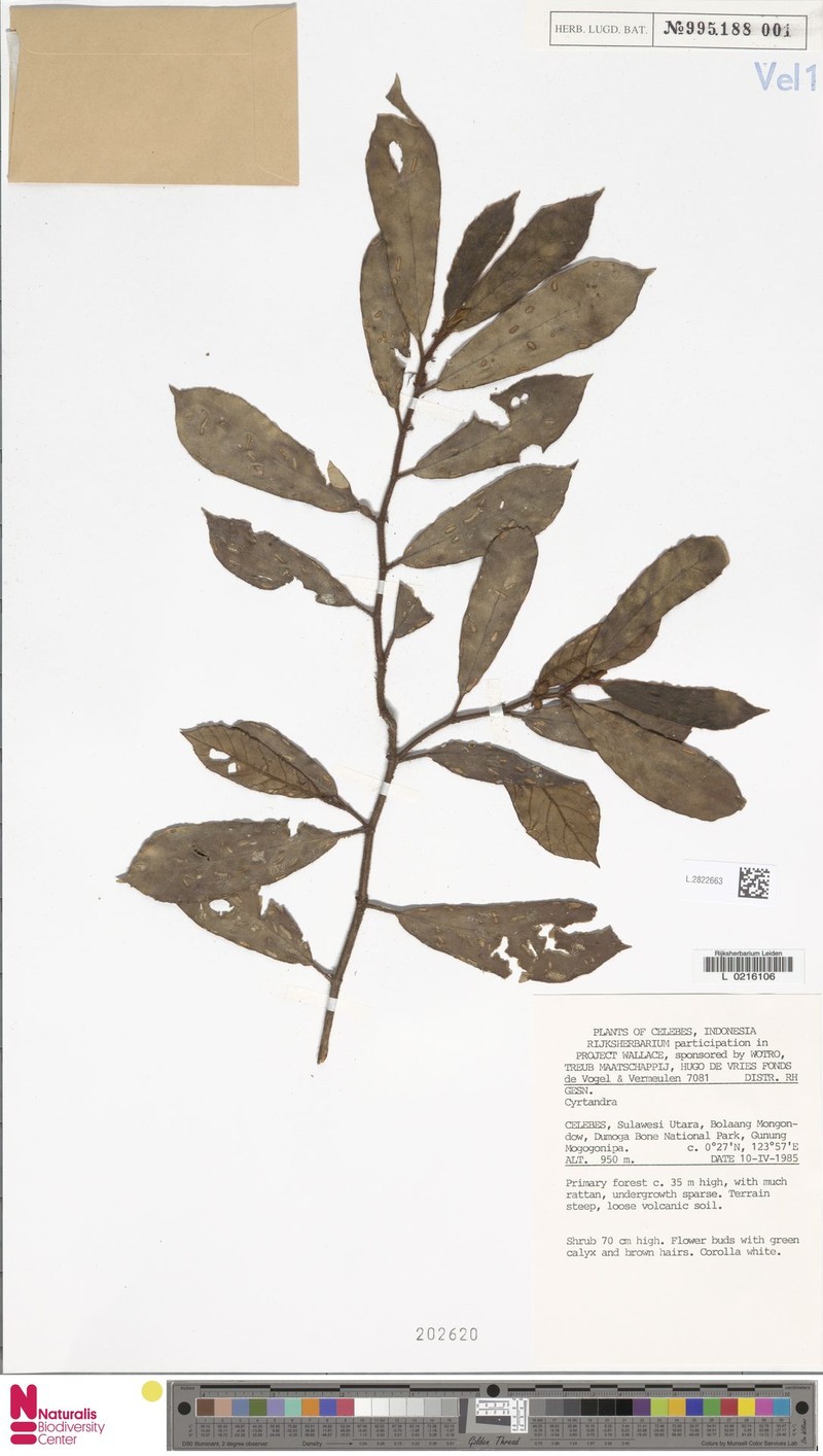 Cyrtandra gambutensis