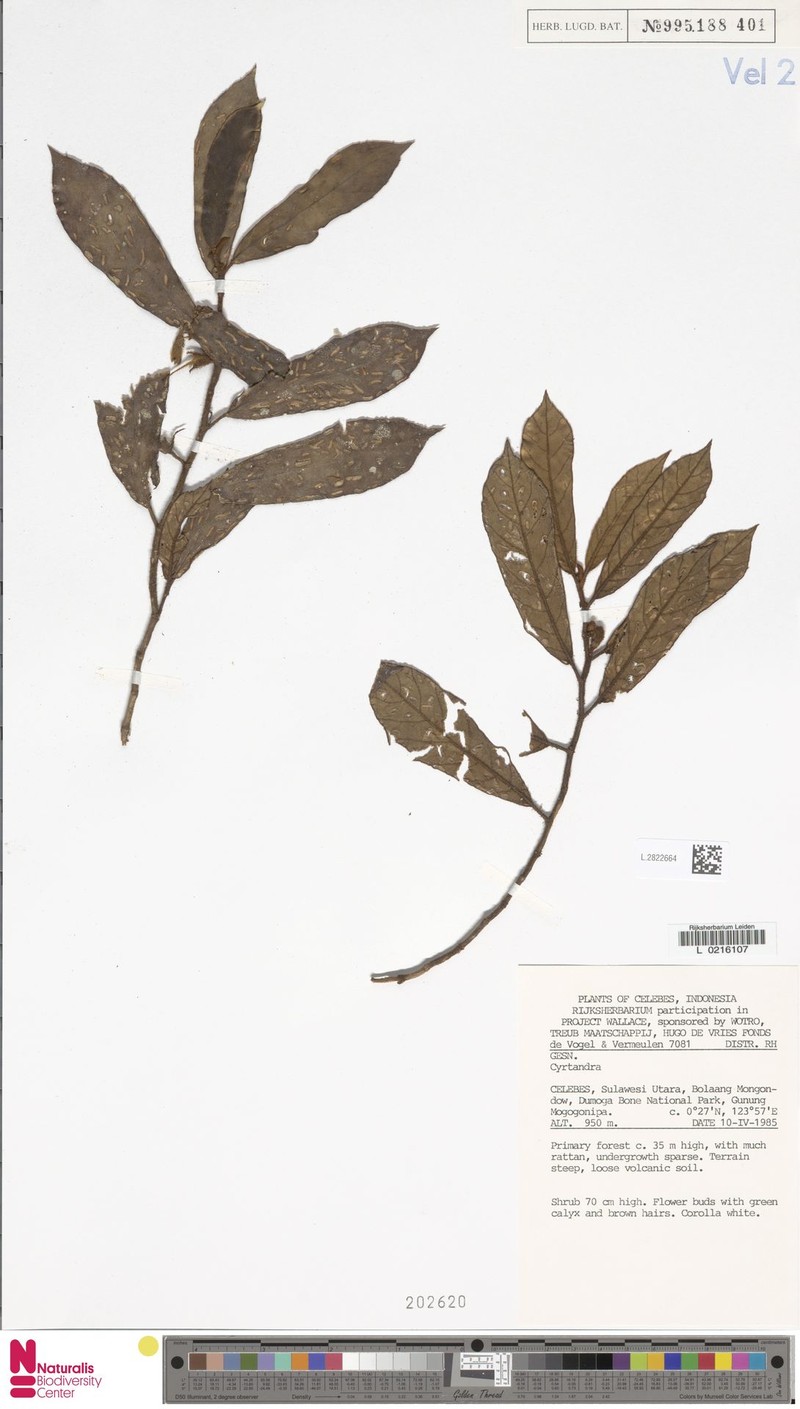 Cyrtandra gambutensis photo 2
