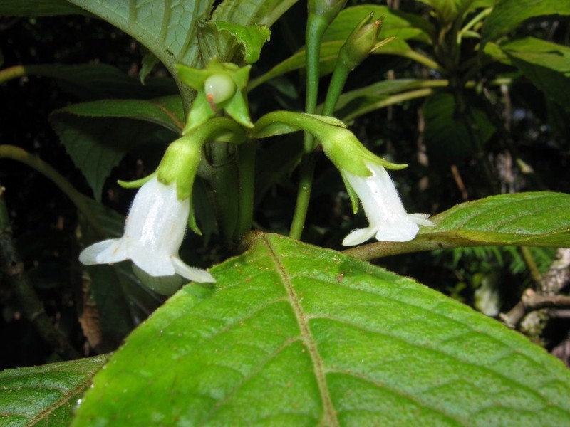 Forest Cyrtandra photo 2