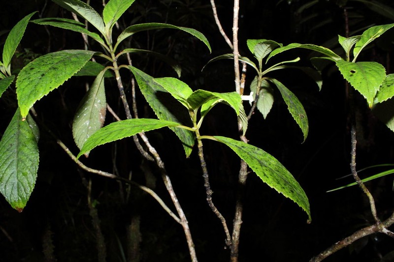 Forest Cyrtandra photo 3