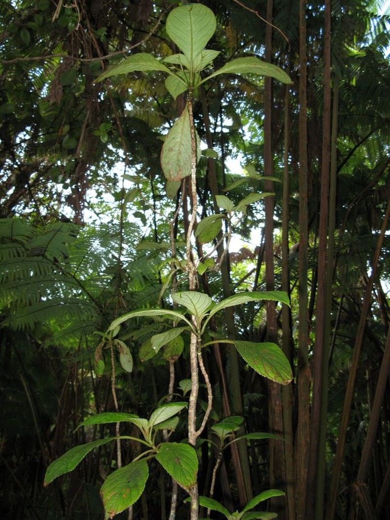 Forest Cyrtandra photo 5
