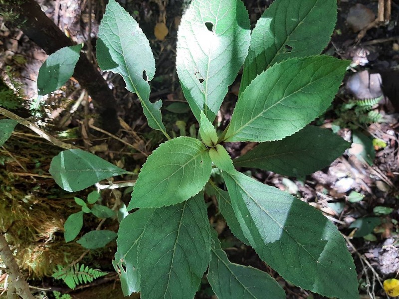Forest Cyrtandra photo 6