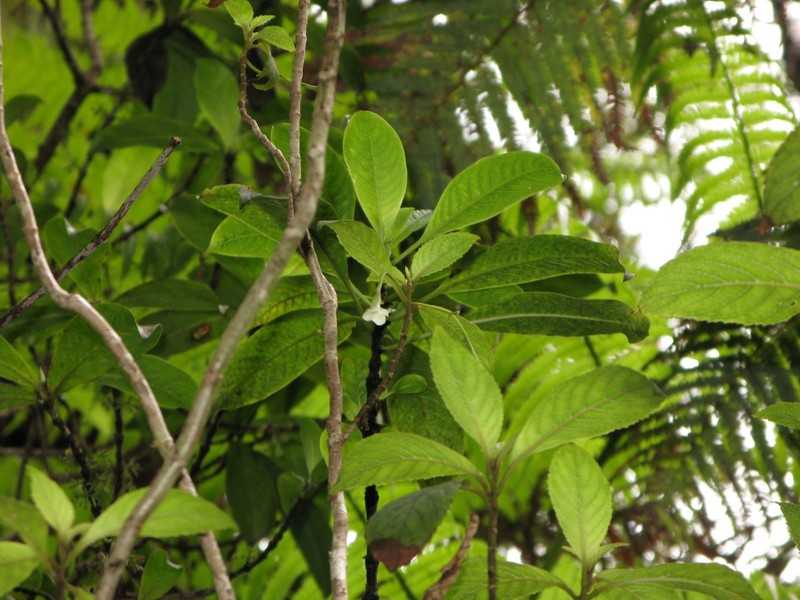 Forest Cyrtandra photo 7