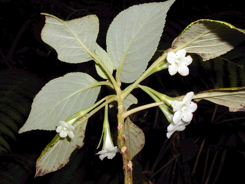 Palolo Valley Cyrtandra