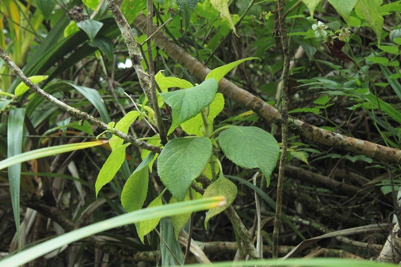 Palolo Valley Cyrtandra