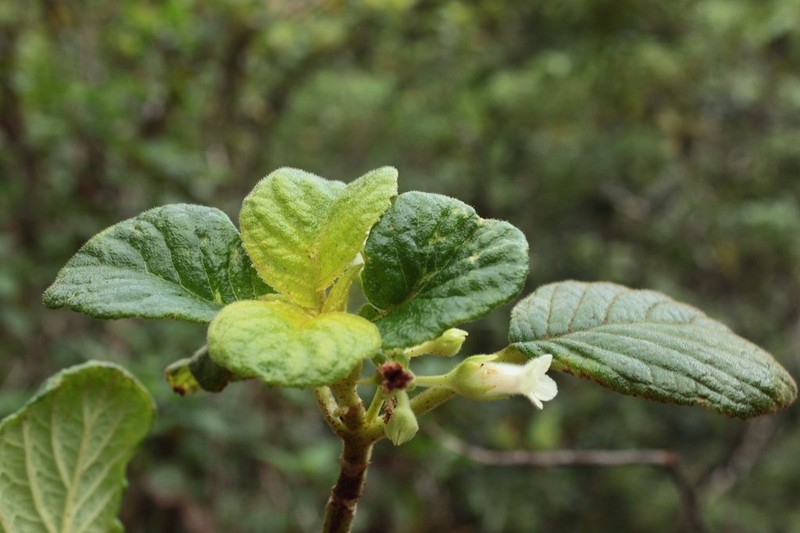 Palolo Valley Cyrtandra photo 2