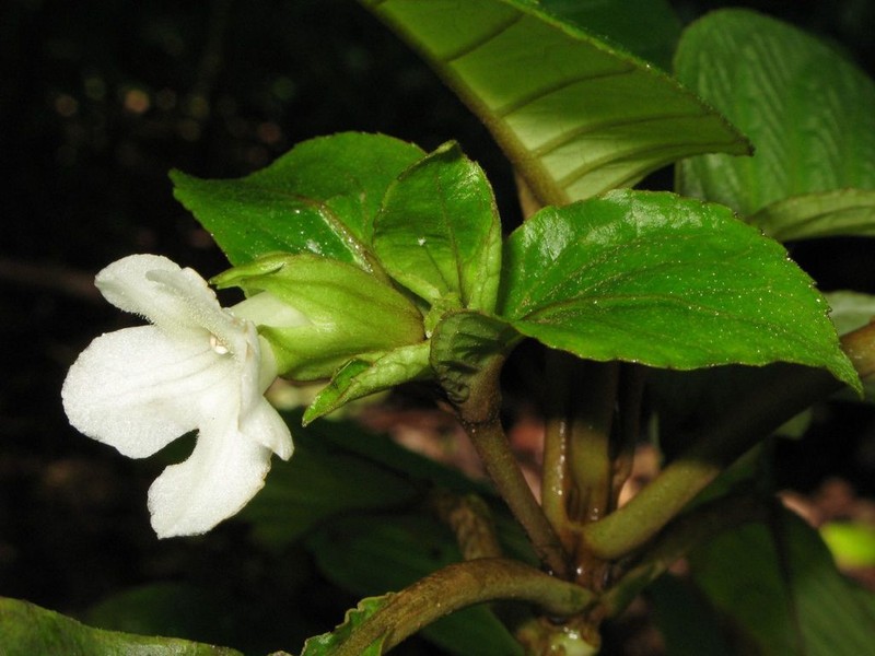 Largeflower Cyrtandra photo 2