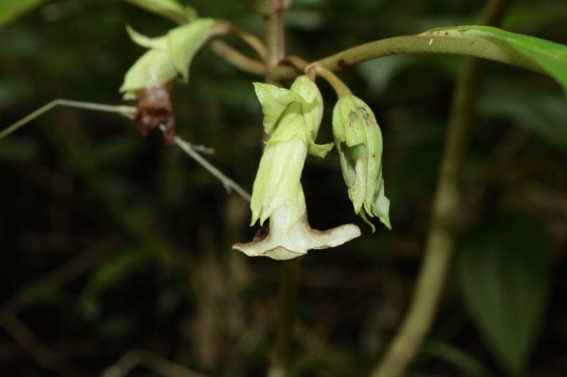 Largeflower Cyrtandra photo 3