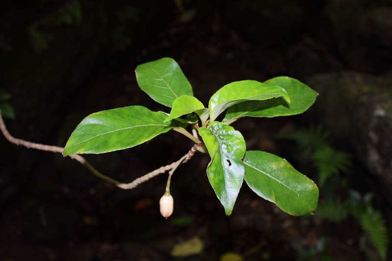 Largeflower Cyrtandra photo 4