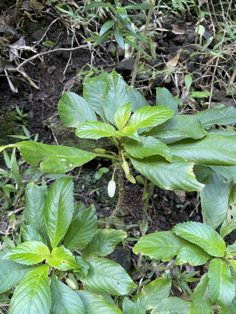 Largeflower Cyrtandra photo 5