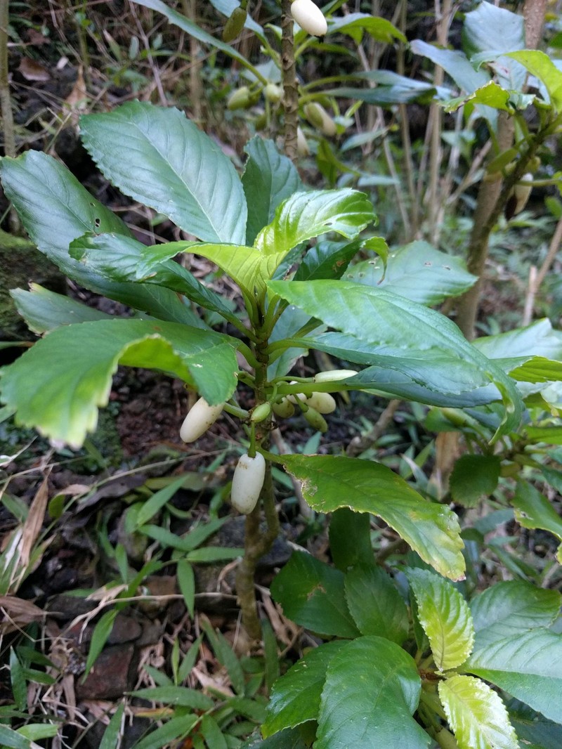 Largeflower Cyrtandra photo 6