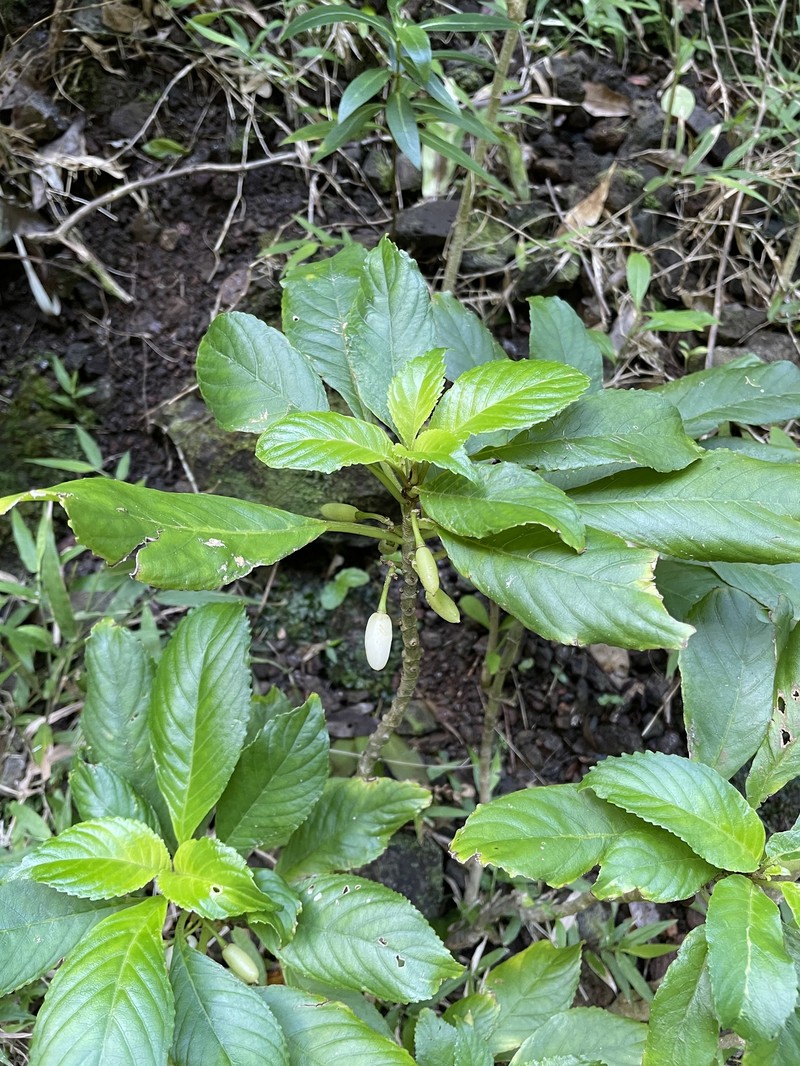 Largeflower Cyrtandra photo 7
