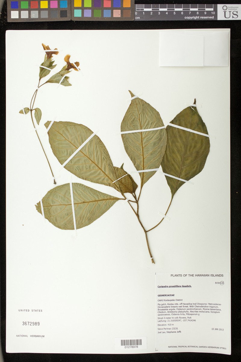 Largeflower Cyrtandra photo 8