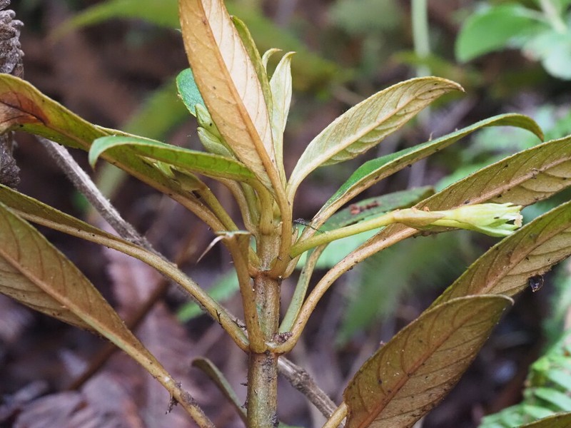Pacific Cyrtandra