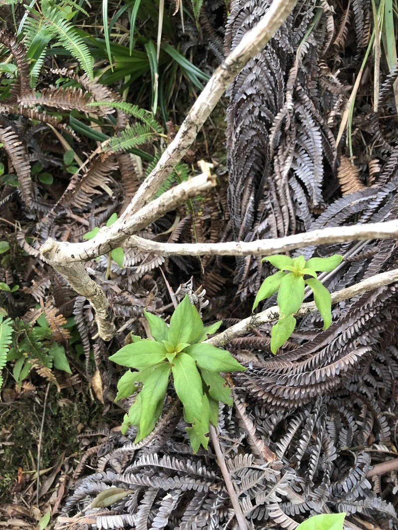 Pacific Cyrtandra photo 2