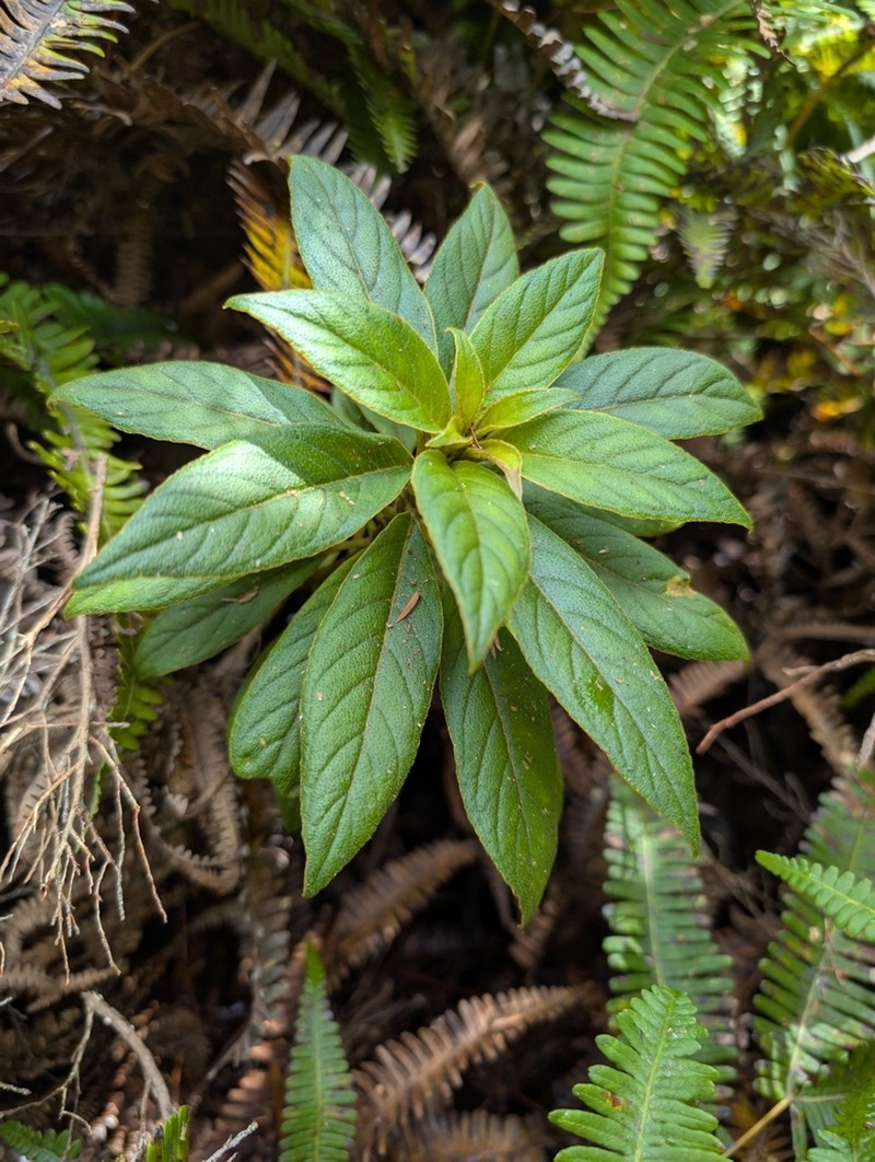 Pacific Cyrtandra photo 3